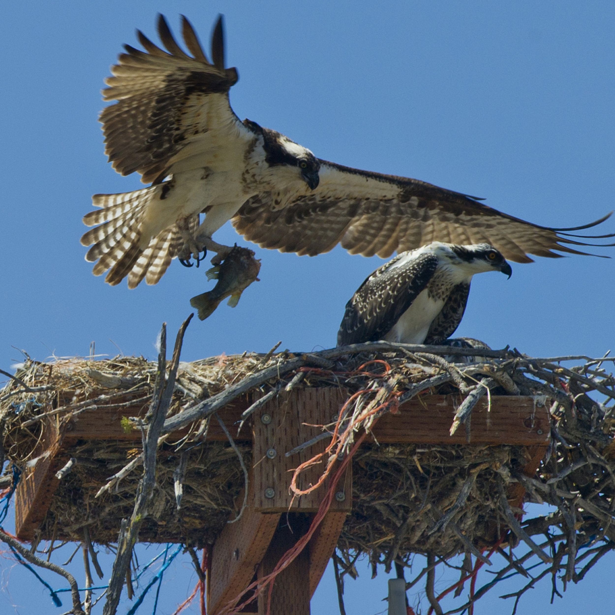 Gemakkelijk Toevallig Afstoten Nesting materials can do in ospreys | The Spokesman-Review