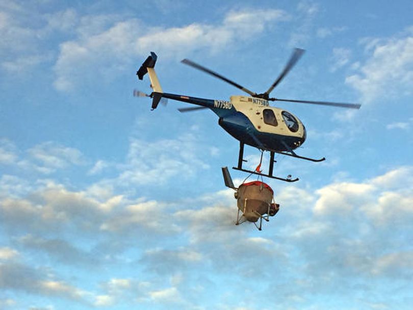 In this 2015 file photo provided by the Bureau of Land Management, a helicopter carries seeds to be dispersed over a burned area of the Soda Fire in southwest Idaho, to help stabilize soils and combat invasive weeds such as cheatgrass. (AP / BLM)