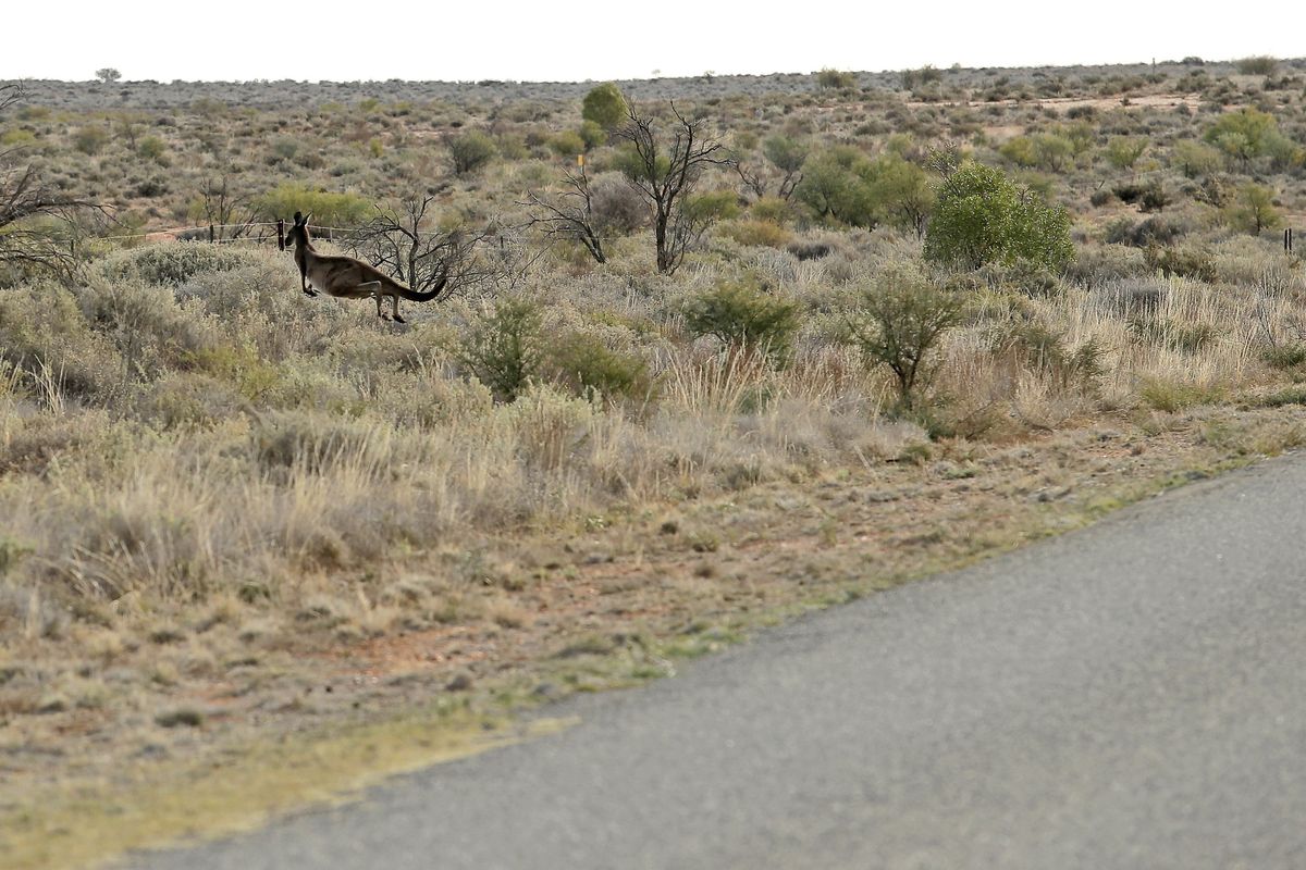 A kangaroo hops away from the road outside of Broken Hill, 720 miles from Sydney, Australia. (Associated Press)
