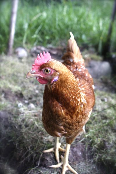 Interest is growing in backyard chickens as more people want to know where their meat and eggs come from. Next week the North Idaho Fair is expected to see an increase in poultry participants. (Metrocreative)