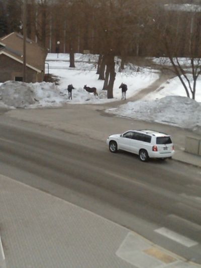 Moose seen at EWU near the pub building. (The Spokesman-Review)