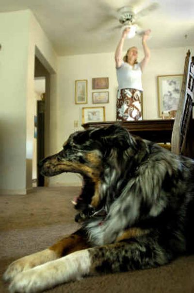 
Brindle, an Australian shepherd mix, lets loose a yawn as his owner Shara Hopkins changes the direction of the ceiling fan to force cool air down at their home in Spokane. Hopkins said her pets head indoors to seek refuge from the heat. 
 (Holly Pickett / The Spokesman-Review)