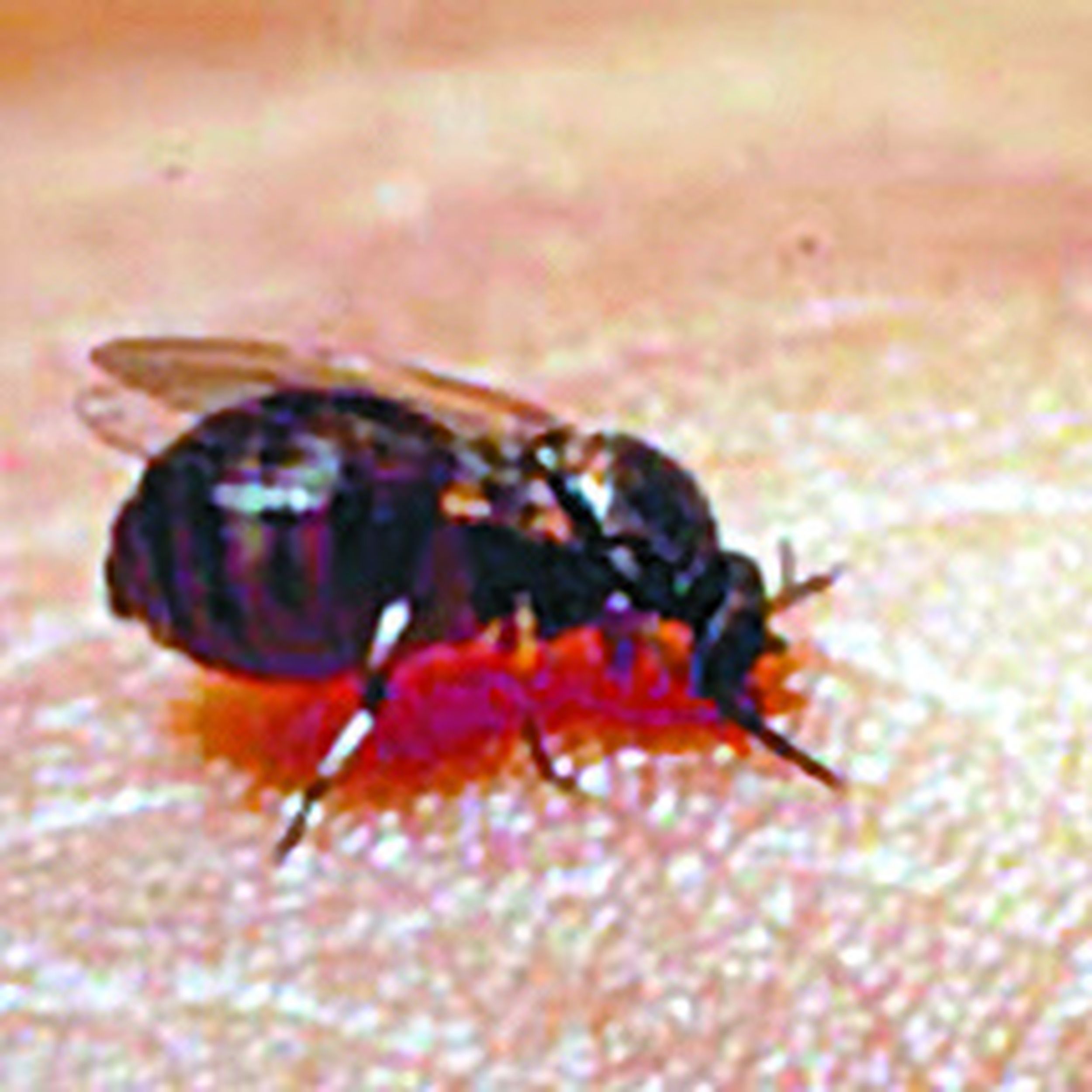 Black fly, Bloodsucking, Disease-Carrying, Pest