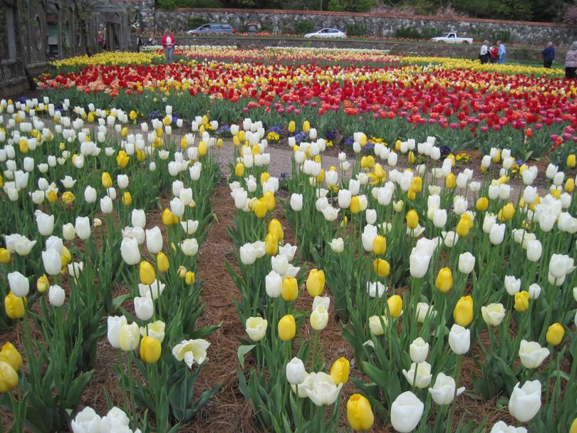 Tulip gardens at the Biltmore Estate in Asheville, North Carolina. (Cheryl-Anne Millsap / Photo by Cheryl-Anne Millsap)