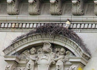 
One of three fledglings in the latest brood fathered by the red-tailed hawk named Pale Male sits upright in its 12th floor nest on the facade of a Fifth Avenue building overlooking New York's Central Park on Friday. The chick is expected to take its first flight soon, following on the wings of its two siblings, who flew for the first time earlier in the week. 
 (Associated Press / The Spokesman-Review)