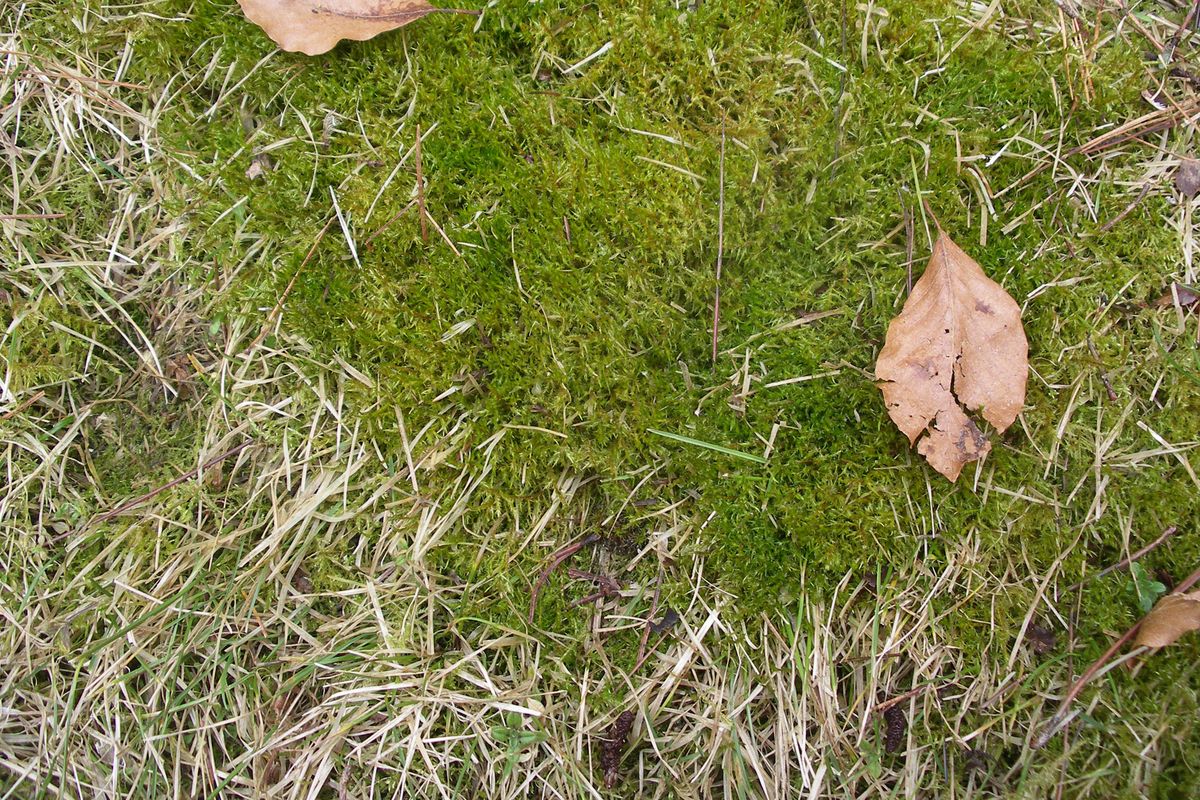 Moss thrives in problem areas in the garden and lawn. Fixing the issues that allowed moss to grow there will take time. (FILE)