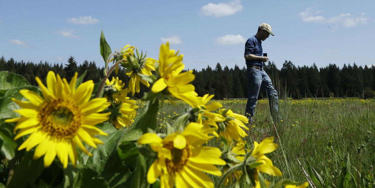 Jeffrey Foster, an ecologist at Joint Base Lewis-McChord, carefully walks through an undeveloped prairie area at the base, which also happens to be one of the few areas in the country where the federally listed endangered Taylor’s checkerspot butterfly lives. (Associated Press)