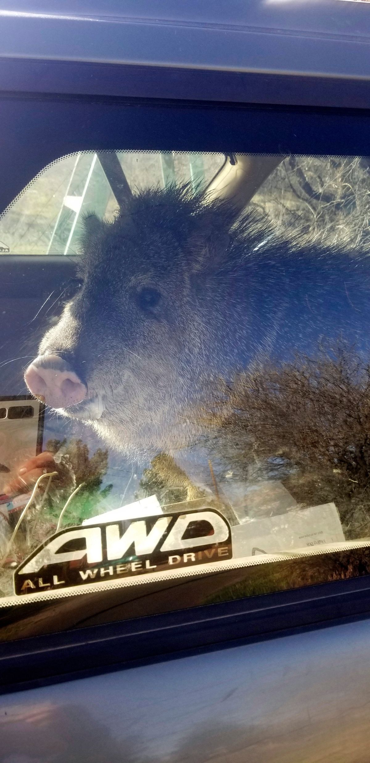 In this photo provided by the Yavapai County Sheriff’s Office, a javelina is seen inside a Subaru station wagon in Cornville, Ariz., Wednesday, April 6, 2022. Sheriff's deputies in Yavapai County responded to the call in the community 10 miles south of Sedona, Ariz., about the javelina stuck in a car. The animal had jumped in to get to a bag of Cheetos when the hatch closed.  (HOGP)