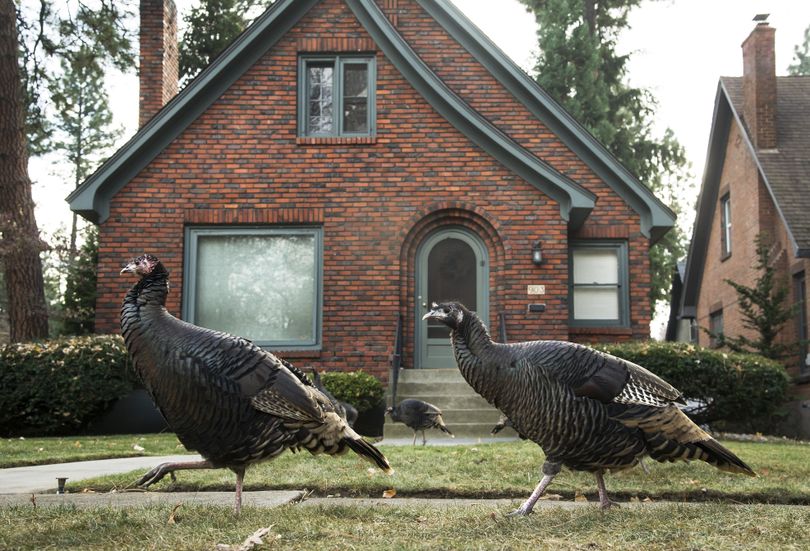 A rafter of wild turkeys wanders through a yard at 18th Avenue and Lincoln Street on the South Hill.