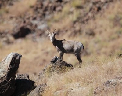 In a 2003 photo, a Desert Bighorn sheep is pictured in the Granite Mountains of northern Nevada near the Oregon line. (Kim Toulouse / Associated Press)