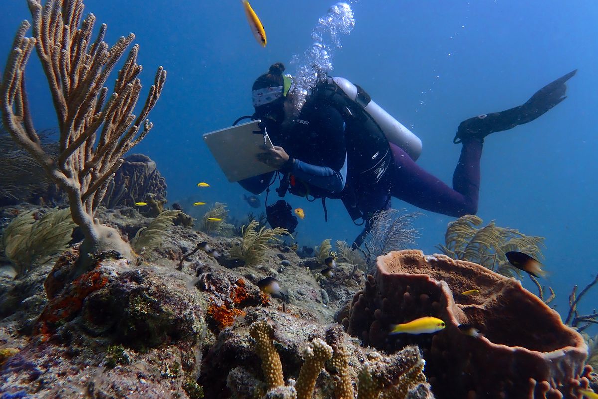 Kylie Smith, co-founder of I.CARE, a coral restoration program, takes notes on the condition of the coral at a site called Captain Arnos in the Florida Keys, where water temperatures have reached record highs.  (Tribune News Service)