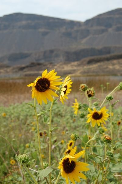  (Craig Goodwin / The Spokesman-Review)