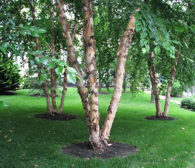 This undated photo shows “lawbreaking” Heritage birches in Bryn Mawr, Pa. The variety name under which this plant was patented is Heritage; it was later trademarked Heritage. That’s a no-no: a variety and trademark name must be different. (Associated Press)