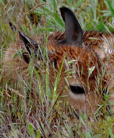 A fawn, soaked with rain and dew, hides motionless where its mother told it to stay. (Rich Landers)