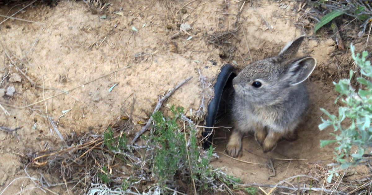 Pygmy rabbits breed successfully The SpokesmanReview
