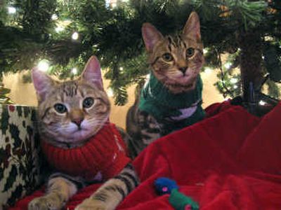 
Walker and Texas Ranger, 5-month-old kittens adopted from SCRAPS, are all dressed up in their holiday sweaters.
 (Paula Rabey / The Spokesman-Review)