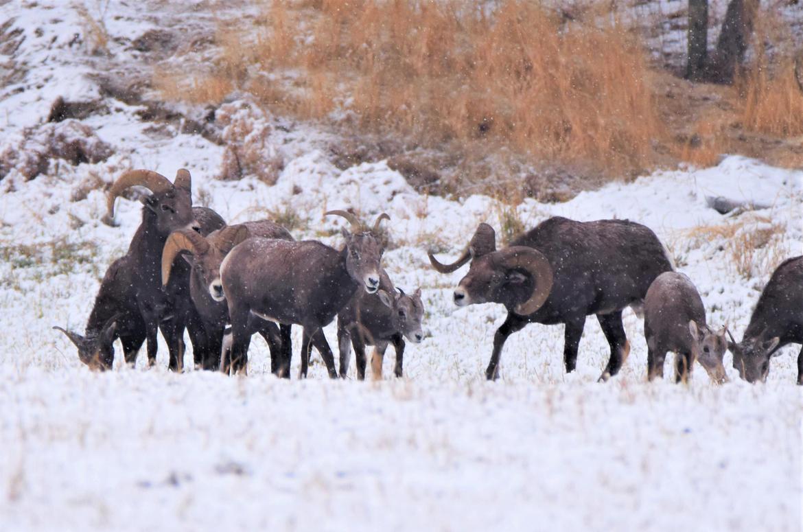 Reader photo: Rams crazy over ewe