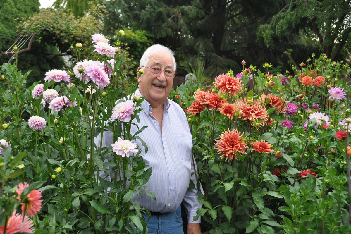 Dan Loibl has been growing dahlias at his Spokane Valley home for decades. Every spring he plants over 100 different varieties in his garden. (Pat Munts / The Spokesman-Review)