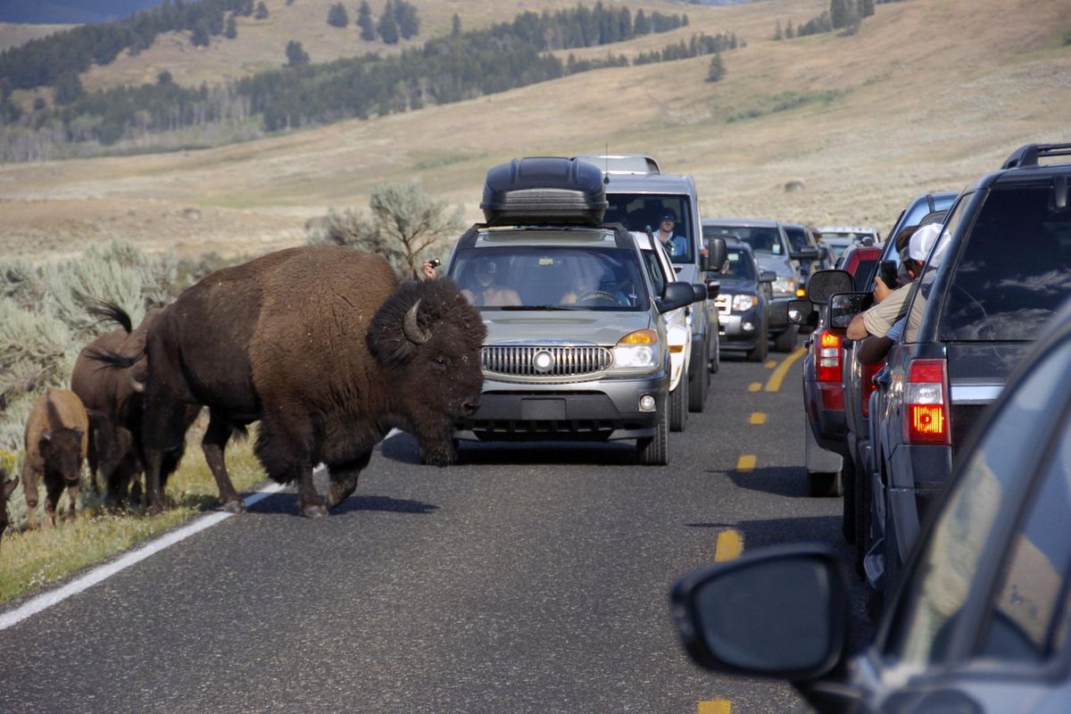 A large bison blocks traffic in the Lamar Valley of Yellowstone National Park on Aug. 3 as tourists take photos of the animal. (Matthew Brown / AP)