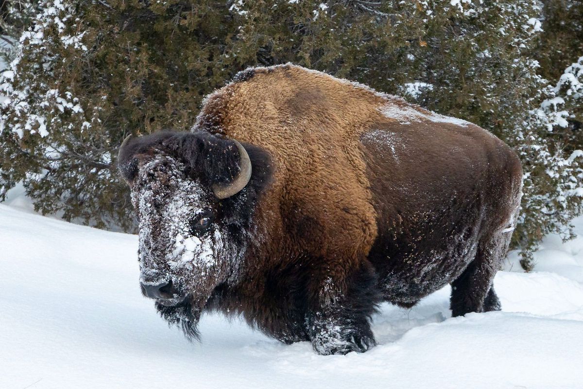 A Yellowstone National Park bull bison emerges from the trees with its face covered in snow. The animals use their heads to clear snow to reach food underneath.  (NPS / A. Falgoust)