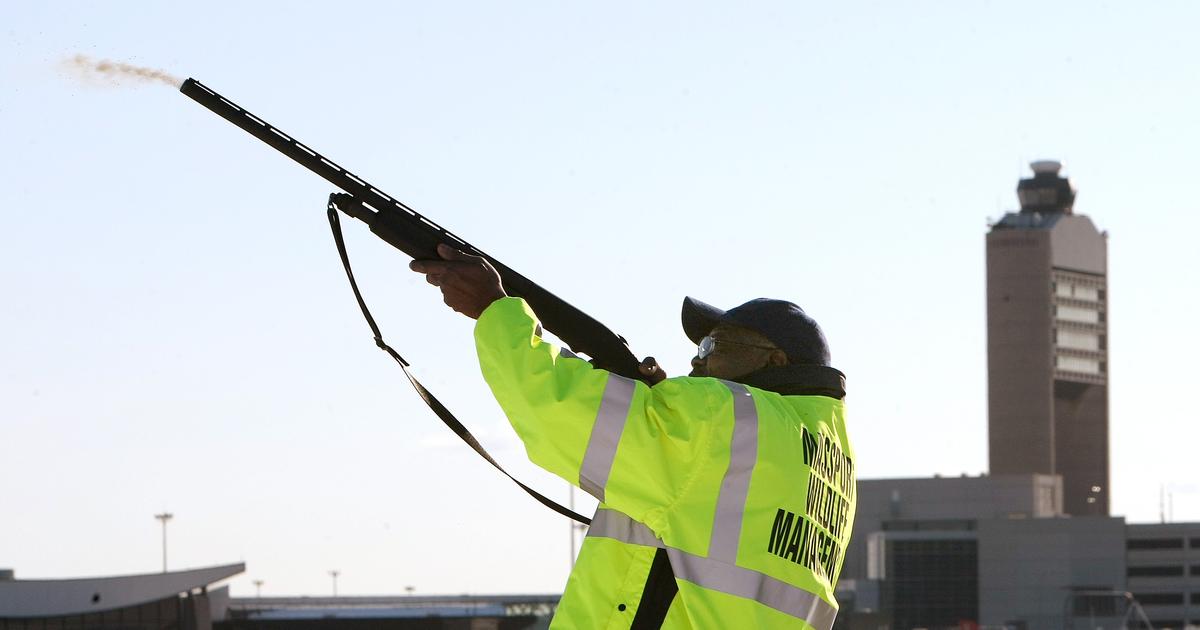 Bird-plane strikes common, rising