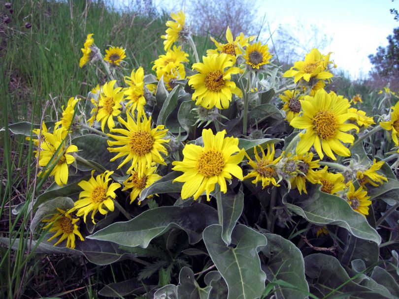 Arrowleaf balsamroot is in bloom along the Spokane River in Otis Orchards, Sat., May 14, 2011. (J. Bart Rayniak)