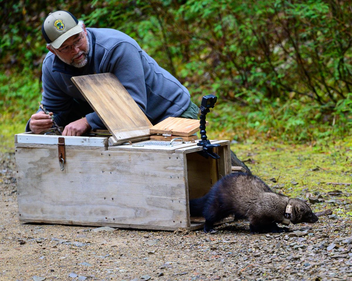 Joel Sauder releases a fisher in the Coeur d’Alene Mountains of North Idaho this past winter.  (Courtesy of Idaho Fish and Game)