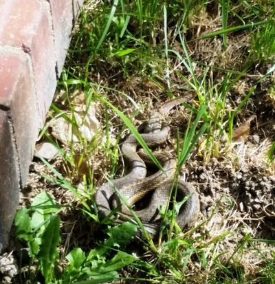 Publisher Keri Alexander tells Huckleberries that the garter snakes are getting too close for comfort on her three acres in Kellogg. (Keri Alexander Facebook photo)