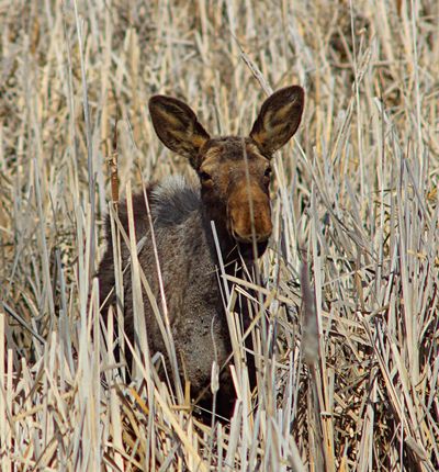 Michael Forster took this photo of a young male moose in Turnbull National Wildlife Refuge in March.   (Courtesy of Michael Forster)