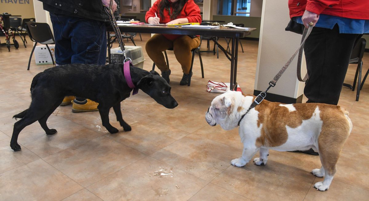 Valkyrie. a lab/healer mix, and Tank, a bulldog wait for a check-ups at the Catholic Charities Eastern Washington Veterinary Clinic at Donna Hanson Haven, Wednesday, Feb. 5, 2020, in Spokane. Tank, owned by Tom DeShazo, had an eye infection and had it removed three weeks ago. Valkyrie is owned by Chris Hartz. (Dan Pelle / The Spokesman-Review)