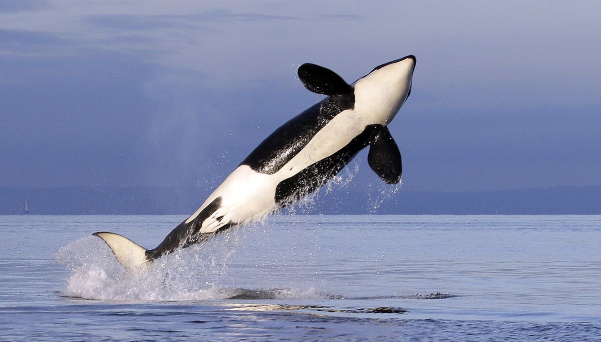 A female resident orca whale breaches while swimming in the Puget Sound near Bainbridge Island, Wash., in 2014.  (Associated Press)