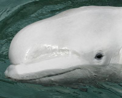 Beluga whales in Alaska’s Cook Inlet require additional protection to survive, the government declared Friday.  (Associated Press / The Spokesman-Review)