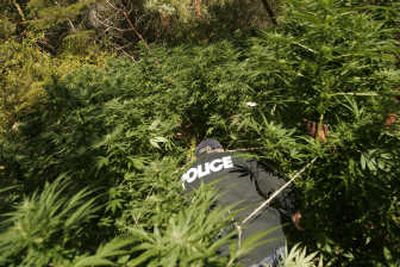 
Lt. Curt Strickland of the Douglas Interagency Narcotics Team walks  through one of many 