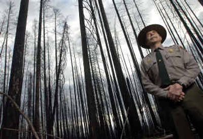 
Glacier National Park Chief Ranger Steve Frye stands in a section of the park that was burned by the Robert Fire during the summer of 2003. Frye led one of the nation's highly skilled Type I incident management teams for nine years before stepping down at the end of last season. 
 (Associated Press / The Spokesman-Review)
