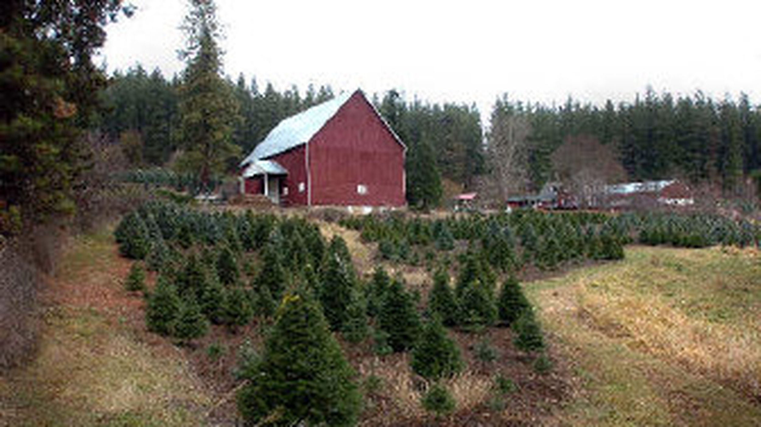 Holiday Season Provides Fun For Longtime Tree Farmers The Spokesman Review