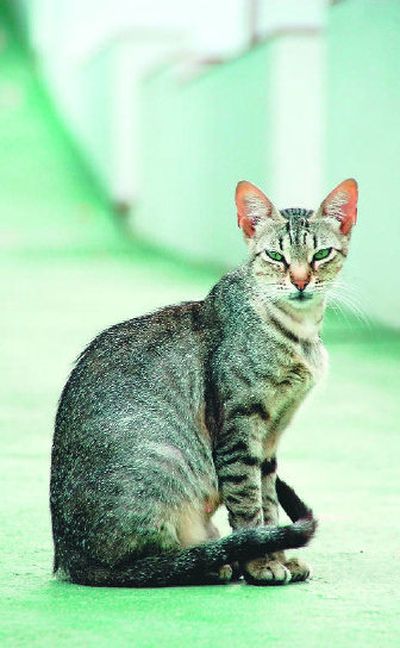 
Regular screening for hyperthyroidism in senior cats is important.
 (www.sxc.hu / The Spokesman-Review)