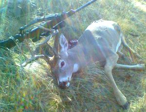 This white-tailed deer was shot by a hunter Oct. 19, near Rock Lake.  He cut the deer into pieces in the field and returned 90 minutes later with a pack to haul out the rest of the meat and head only to find everthing had been stolen. (Washington Fish and Wildlife Department)