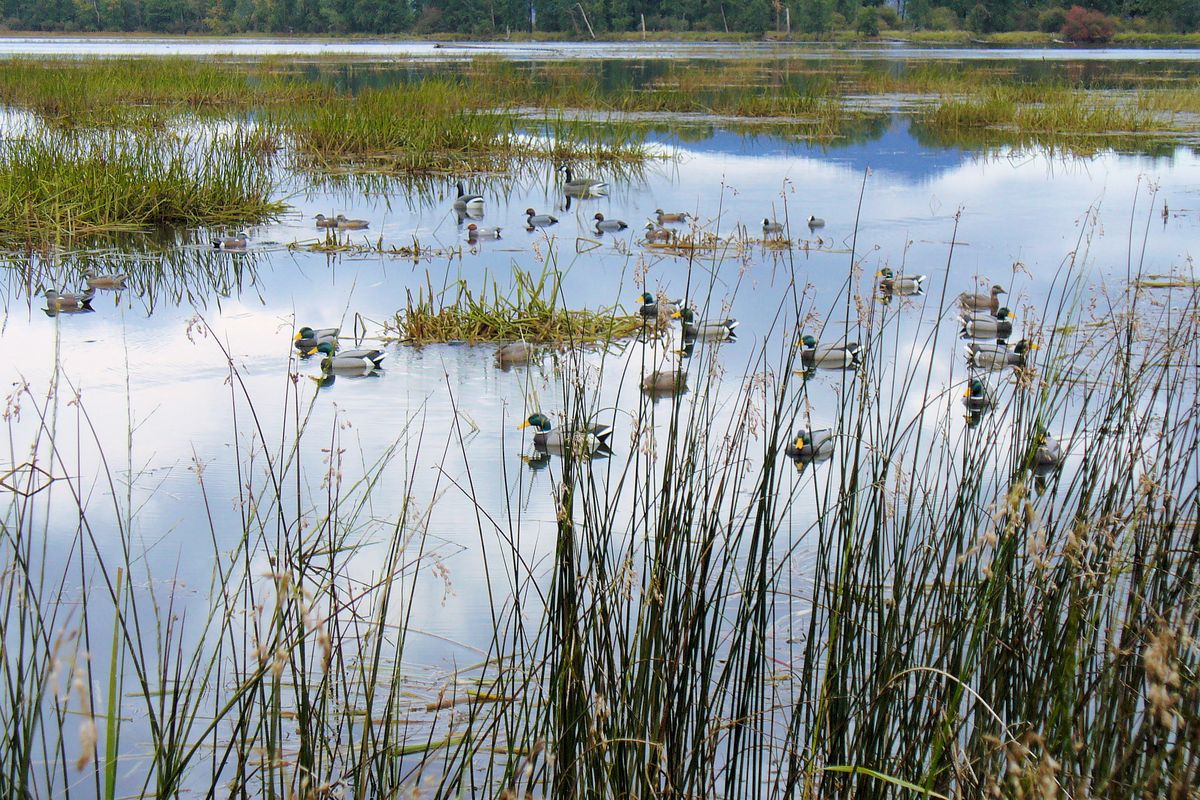 These mallard decoys on Benewah Lake were hand-carved and painted by artist Frank Werner of St. Maries, Idaho. He considers them functional art he uses for hunting waterfowl. (Frank Werner)