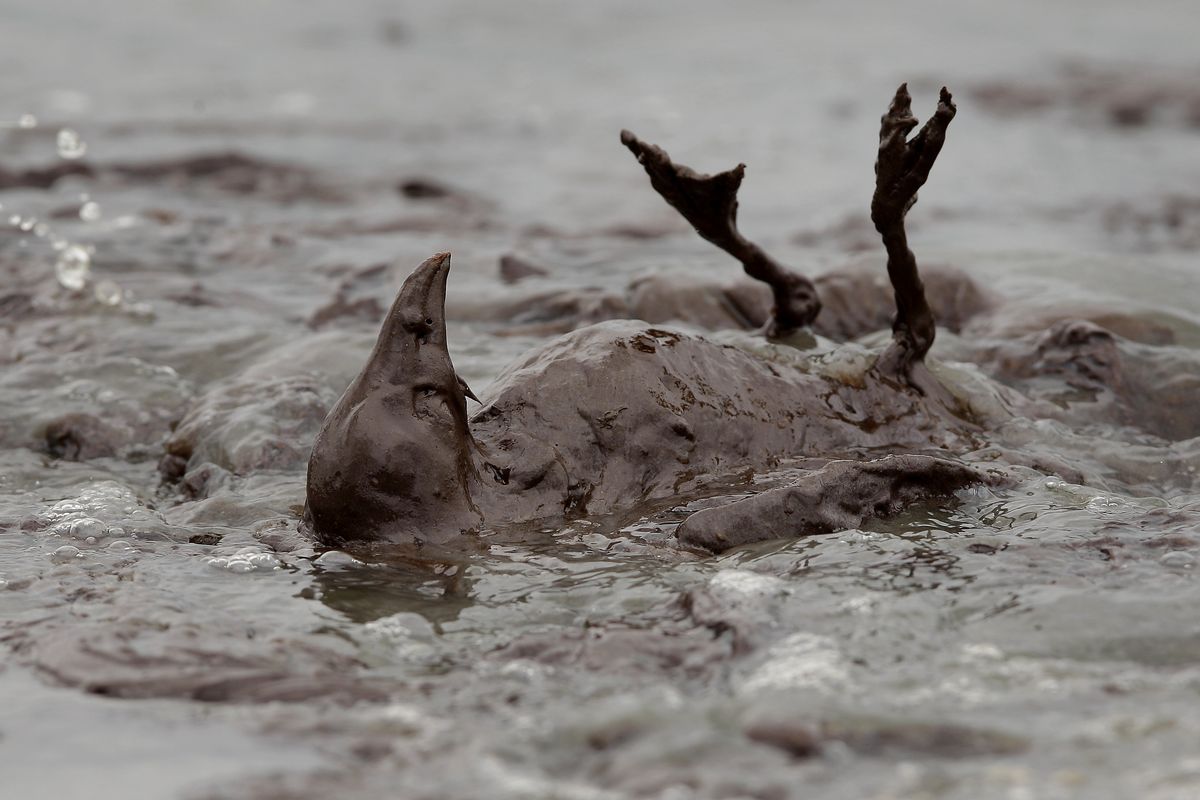 A bird covered in oil flails in the surf along the Louisiana coast in June. (Associated Press)