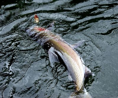 The steep decline of threatened Snake River steelhead over the past five years has triggered a review under an adaptive management provision of the federal government’s plan to protect the fish. (Tribune/Eric Barker)