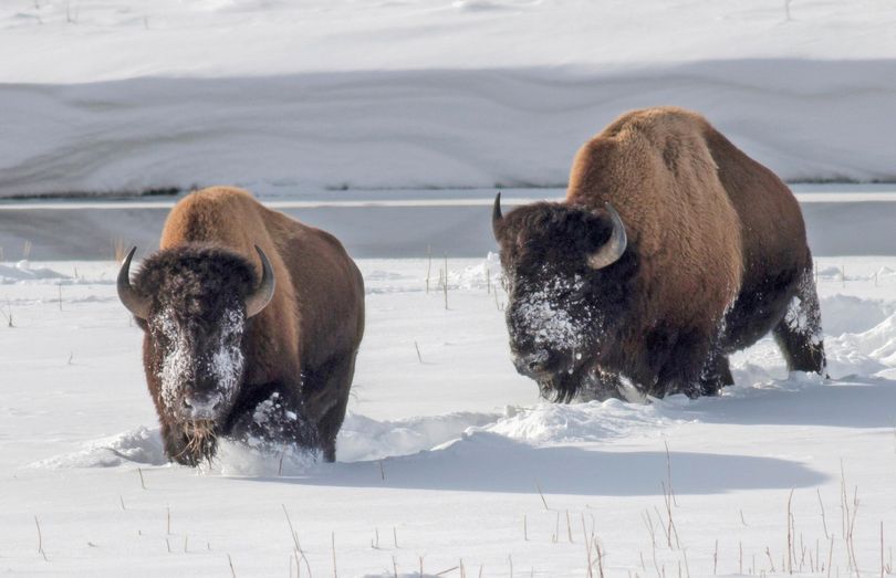 In this Feb. 2, 2014, file photo, Yellowstone National Park bison forage for grass in the snow near an icy Madison River in Montana. (Lloyd Blunk / Billings Gazette)