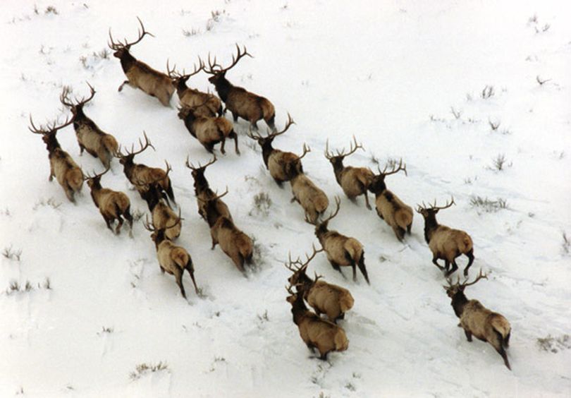 Wintering elk.
