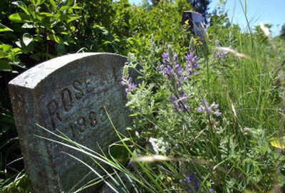 
The headstone of Rose A. Lewis is hidden behind bushes and overgrown grass and weeds at the Mica Cemetery in Mica.  The Spokane Valley Kiwanis Club cleaned up the cemetery in 2001, but  since then it has gone relatively untouched. 
 (Photos by Liz Kishimoto / The Spokesman-Review)