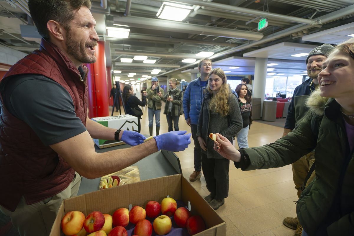 Jeremy Tamsen, left, hands out samples of Washington State University’s newest apple variety, the Sunflare, during a tasting event on Thursday at the Compton Union Building in Pullman. Consumers should be able to buy Sunflare apples by 2030.  (Geoff Crimmins/For The Spokesman-Review)