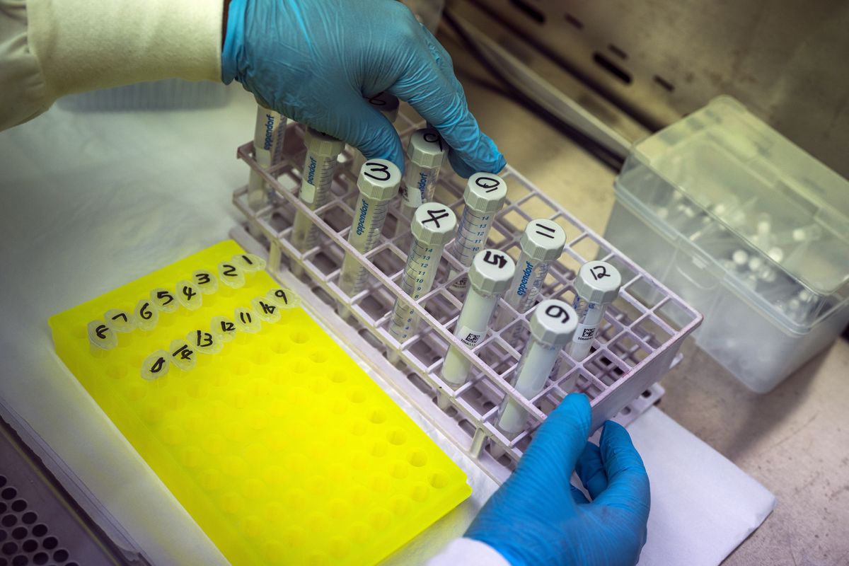 Puseletso Lesofi, prepares to sequence COVID-19 omicron samples at the Ndlovu Research Center in Elandsdoorn, South Africa Wednesday Dec. 8, 2021. The centre ls part of the Network for Genomic Surveillance in South Africa, which discovered the omicron variant.  (Jerome Delay)