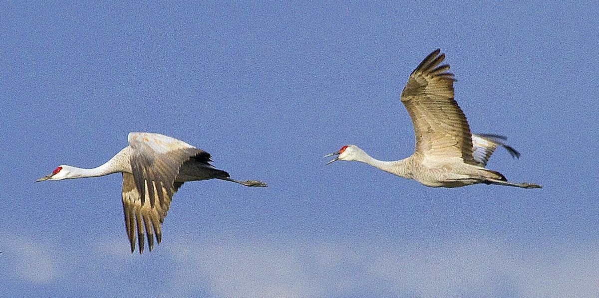 The sandhill crane has a red forehead, white cheeks and a long, dark, pointed bill. Males and females look alike. The bird often gives a loud trumpeting call that can be heard at a long distance. (Mike Siegel)