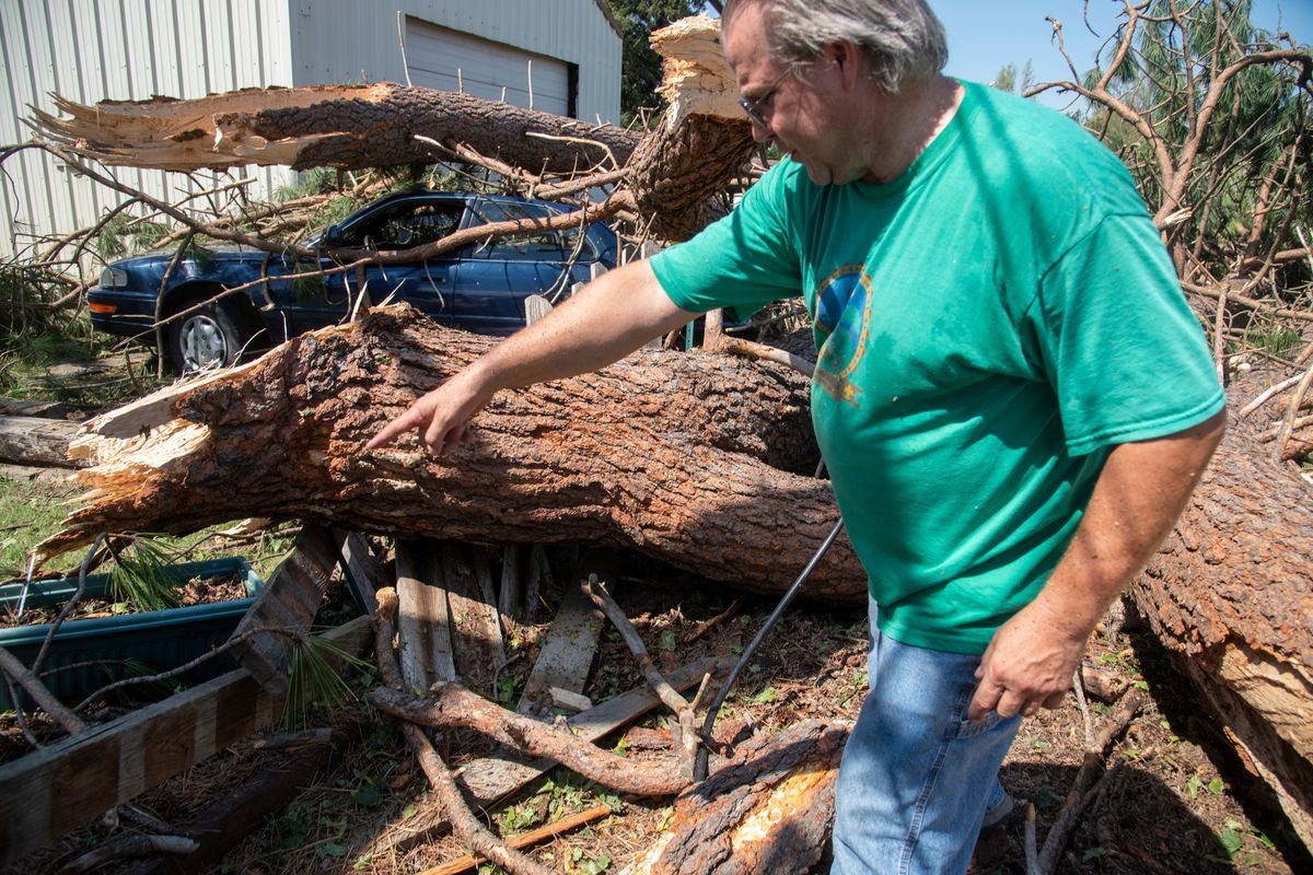 Clean-up volunteer Jeff Carlson walks around a large pine Friday, Aug. 12, 2022, one of many that fell in Rockford, Washington during a severe storm Thursday afternoon. Avista linemen, homeowners and volunteers attacked the mess from the storm, which included heavy hail. This tree damaged a car parked outside the home where Carlson was working.  (Jesse Tinsley/The Spokesman-Review)