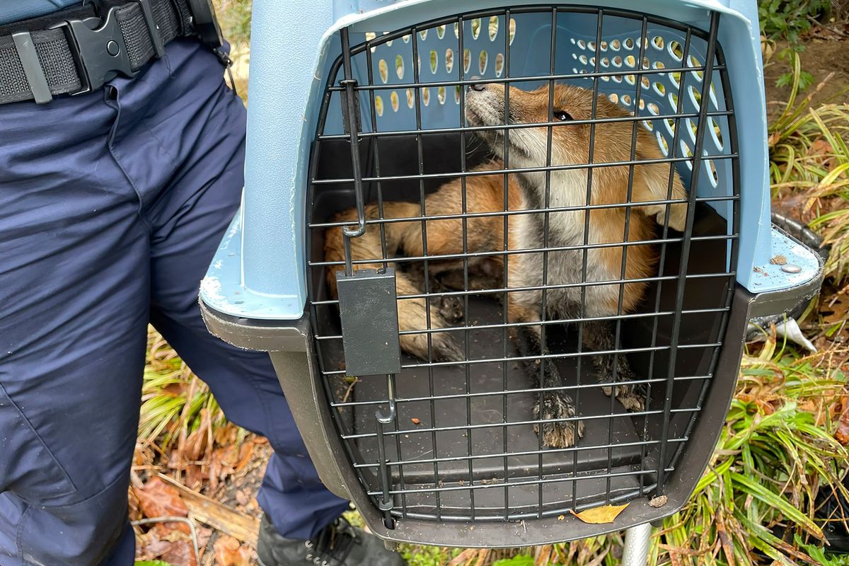In his image provided by U.S. Capitol Police, a fox looks out from a cage after being captured on the grounds of the U.S. Capitol on Tuesday, April 5, 2022, in Washington.  (HOGP)