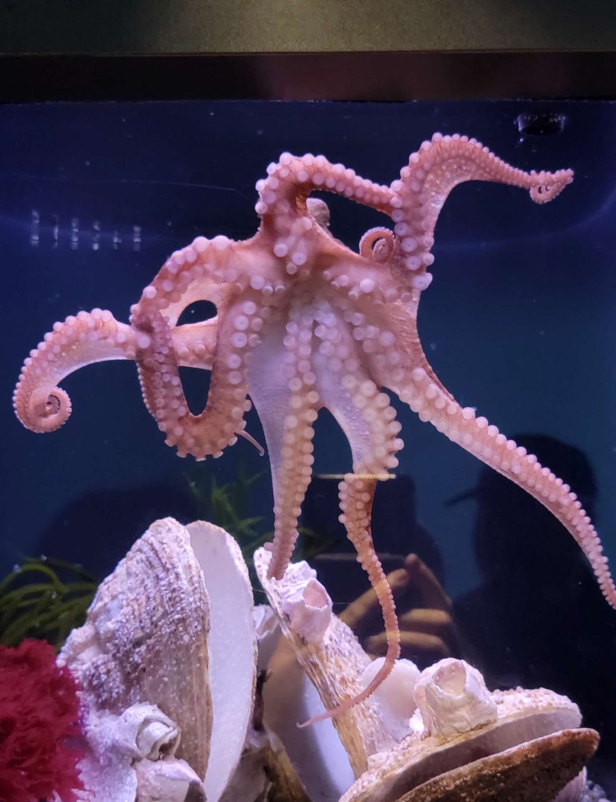 Ghost, seen in 2024, is a giant Pacific octopus. Females of the species lay eggs before they die. (Photo by Marla Husovsky/Photo by Marla Husovsky)