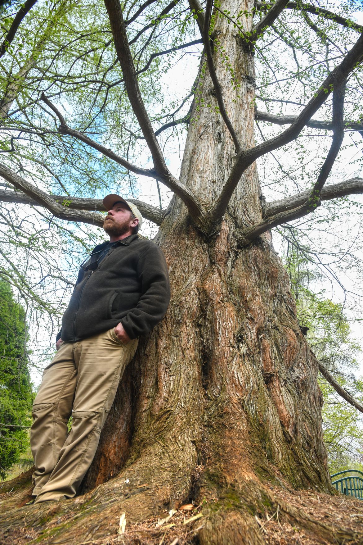 Spokane's most unique and historic trees - May 7, 2019 | The Spokesman ...